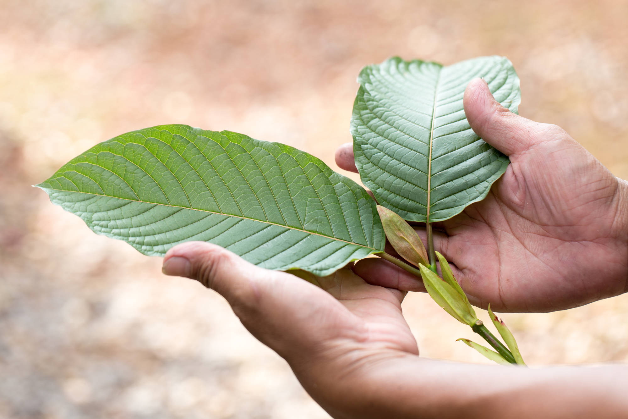 Všechno, co byste měli vědět o kratomu